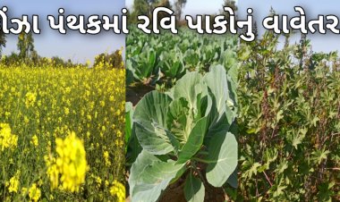 ઊંઝામાં 13258 હેકટરમાં રવિ પાકોનું વાવેતર : સૌ પ્રથમવાર 28 હેકટરમાં મગફળીનું વાવેતર કરાયું