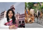 સુરત : શહેરીજનોને રખડતા ઢોરના ત્રાસ માંથી મળશે મુક્તિ : પાલિકા-પોલીસનો સંયુક્ત એક્શન પ્લાન