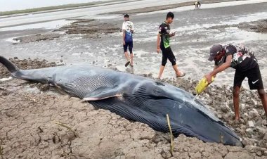 વ્હેલ માછલી ના બરચા ને દરિયા મા પરત મોકલવામા આવ્યુ.