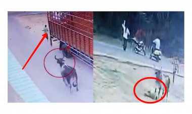 મહેસાણા : રખડતા ઢોરનો આતંક : 5 લોકોને ઇજા, એક ગંભીર : શાસકો સામે રોષ