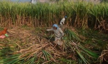 શેરડીના પાકને બચાવવા સરકાર કાંટા ની વાડ માટે સહાય આપશે