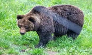 જાપાનમાં રીછ ના હુમલા નો રેકોર્ડ સ્તરે