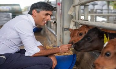 બ્રિટનના પીએમ ઋષિ સુનક ને કામધેનુ પ્રત્યે પ્રેમ