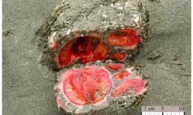 આ સમુદ્રી જીવને મળ્યું છે બ્લડ સ્ટોનનું ઉપનામ