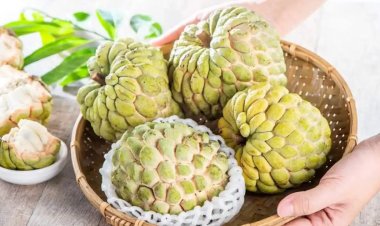 કસ્ટર્ડ સફરજન નબળાઈ દૂર કરે છે, હાડકાંને મજબૂત કરે છે: આ ફળ સુગર, બ્લડપ્રેશર, હૃદય રોગથી બચાવે છે.