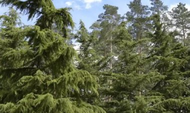 પાકિસ્તાનનું રાષ્ટ્રીય વૃક્ષ કયું છે, જેને ભારત ખૂબ જ પવિત્ર માને છે?