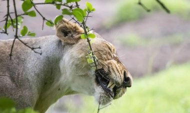 સિંહણ વૃક્ષની કાંટાવાળી ડાળી કેમ ચાવતી હશે?