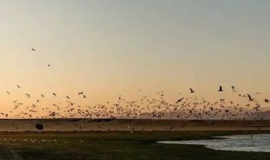 પ્રવાસી પક્ષીઓ કેમ આટલી લાંબી યાત્રા કરીને ભારત આવે છે