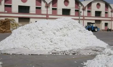 નીચા ભાવોને જોતાં કોટનમાં મિલો માટે સ્ટોક કરવાની સારી તક