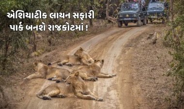 રાજકોટવાસીઓને સિંહદર્શન માટે નહીં જવુ પડે ગીર, RMC બનાવશે 33 હેક્ટરમાં એશિયાટીક લાયન સફારી પાર્ક