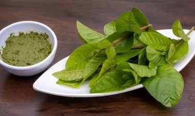 શિયાળામાં આ ફળના પાન ખાવાથી સુગર લેવલ રહેશે કંટ્રોલ, આ ગંભીર રોગોથી પણ મળશે રાહત