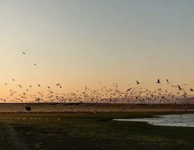 પ્રવાસી પક્ષીઓ કેમ આટલી લાંબી યાત્રા કરીને ભારત આવે છે