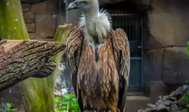 ઝારખંડમાં વન વિભાગે ગીધ માટે રેસ્ટોરન્ટ ખોલી