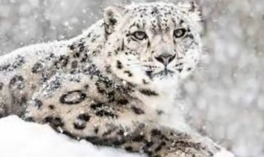 વિશ્વના 15 ટકા બરફના ચિત્તા ભારતમાં !!!