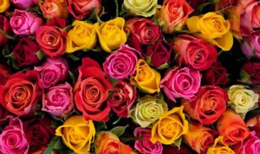 લાલ,ગુલાબી,પીળું,સફેદ...ગુલાબ આપતા પહેલા જાણી લો તેનો અર્થ