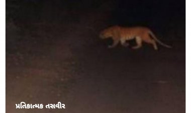 ઊંઝા : મોડી રાત્રે વન વિભાગના અધિકારીઓ ગામ માં કેમ દોડી ગયા? પછી શું થયું ? જાણો