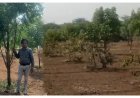 ઊંઝા જેસીસ દ્વારા વિશ્વ પર્યાવરણ દિવસ નિમિત્તે વૃક્ષારોપણ મહોત્સવનું આયોજન