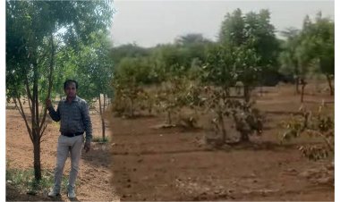 ઊંઝા જેસીસ દ્વારા વિશ્વ પર્યાવરણ દિવસ નિમિત્તે વૃક્ષારોપણ મહોત્સવનું આયોજન