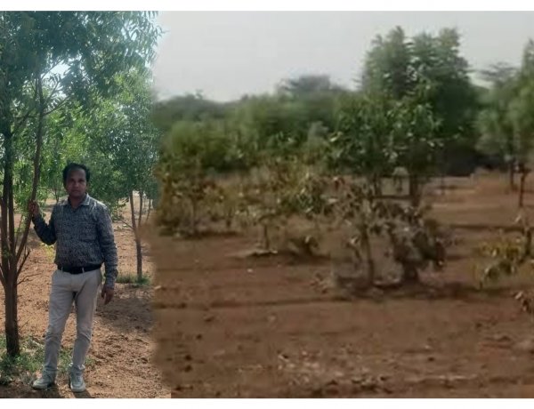 ઊંઝા જેસીસ દ્વારા વિશ્વ પર્યાવરણ દિવસ નિમિત્તે વૃક્ષારોપણ મહોત્સવનું આયોજન