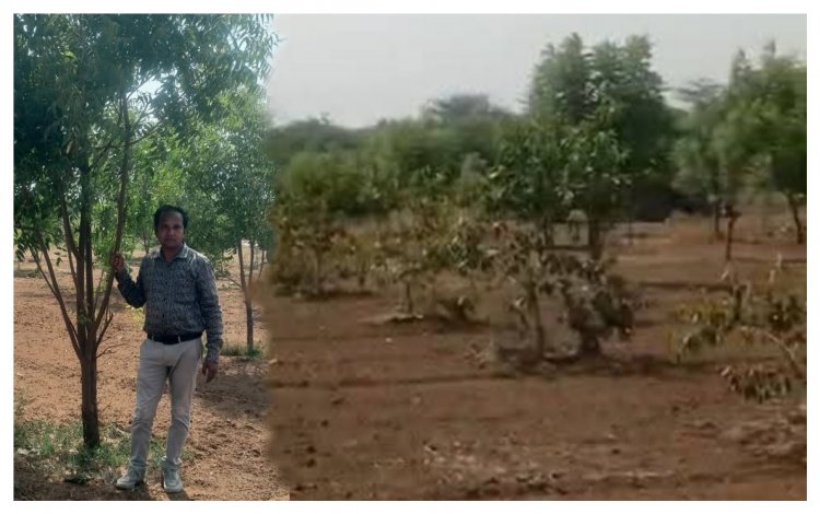ઊંઝા જેસીસ દ્વારા વિશ્વ પર્યાવરણ દિવસ નિમિત્તે વૃક્ષારોપણ મહોત્સવનું આયોજન